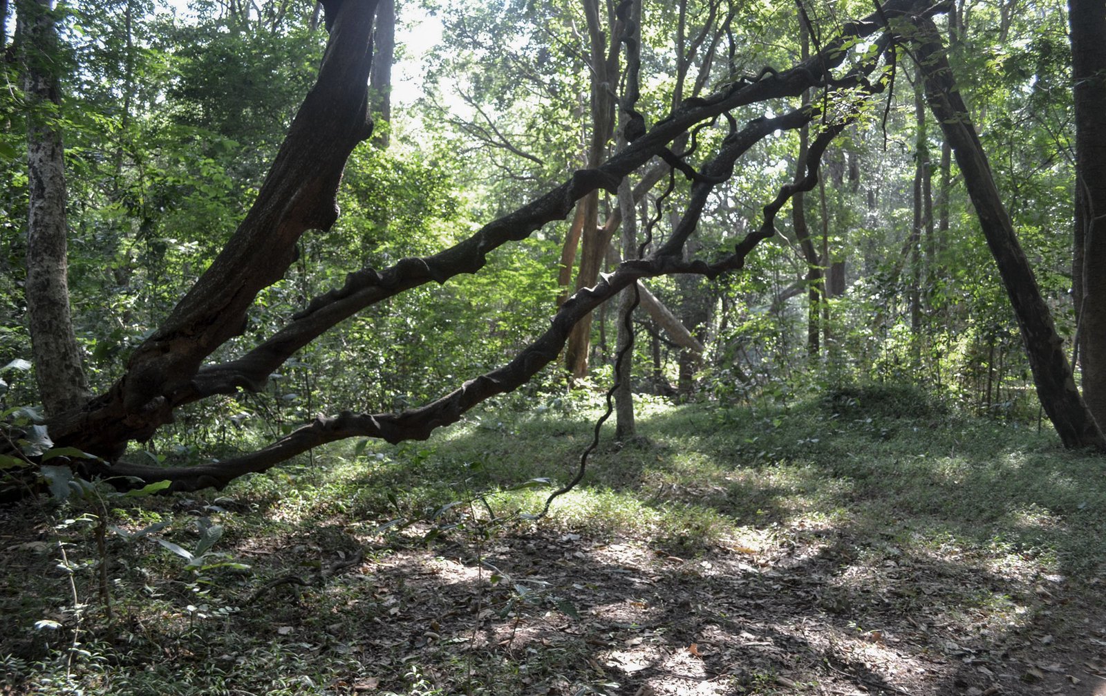 Forest Eco Resort in Talakona Andhra Pradesh