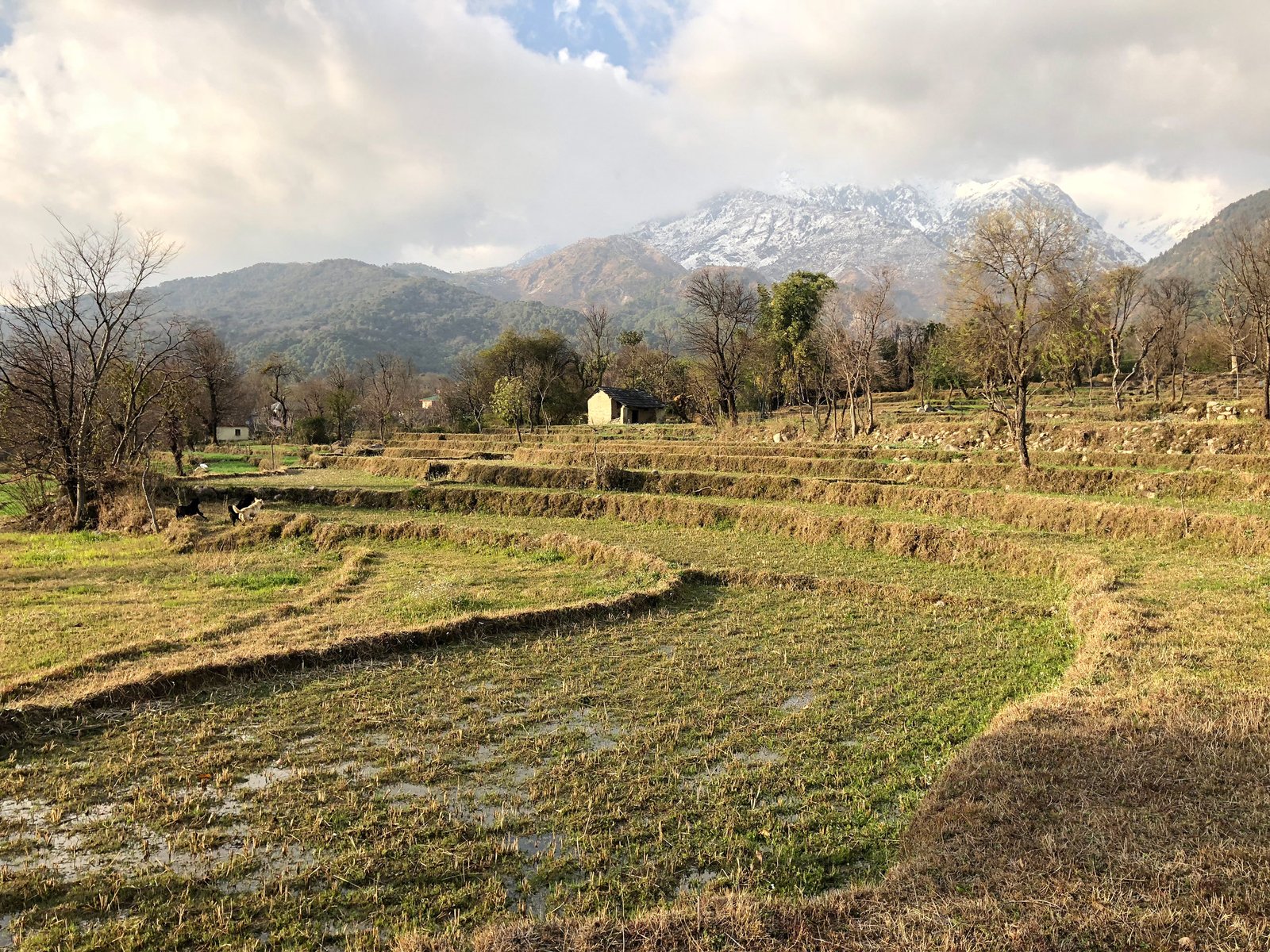 site photograph with terraced fields and Dhauladhar mountain range