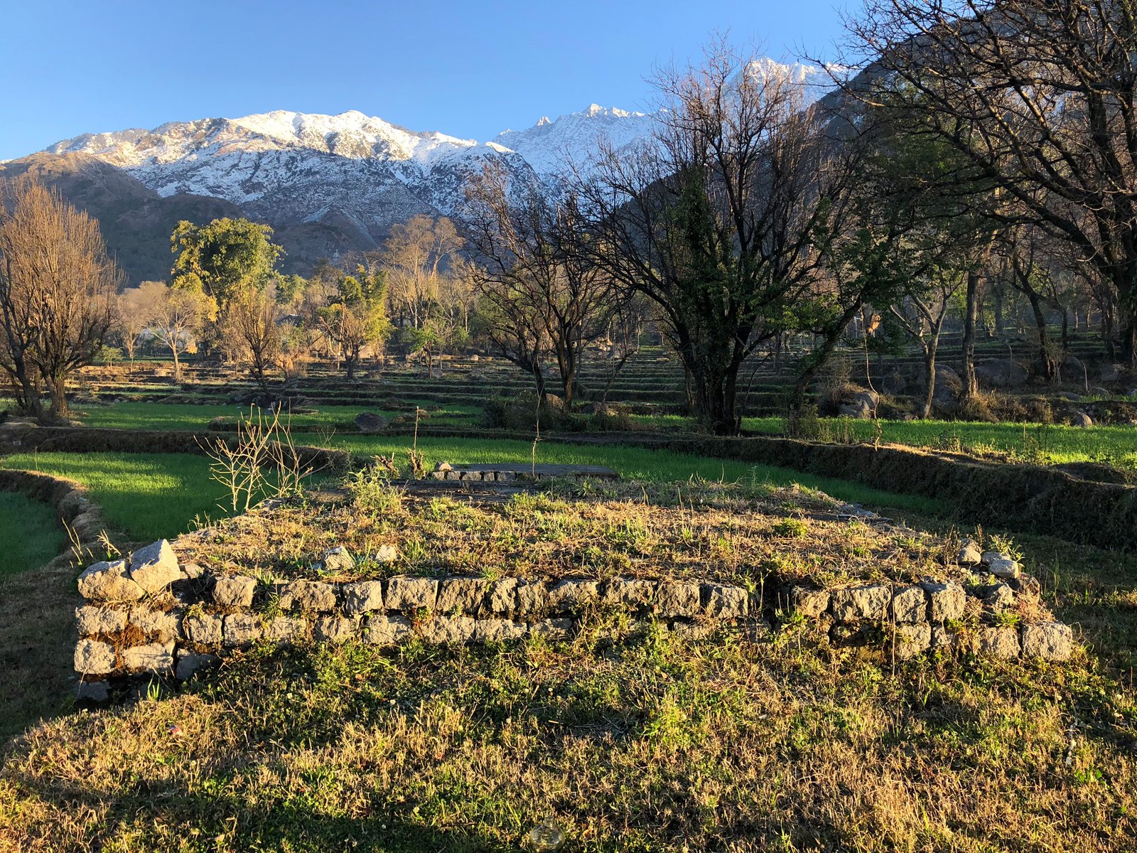 site photograph with terraced mustard fields of Yoga Retreat in Dharamshala