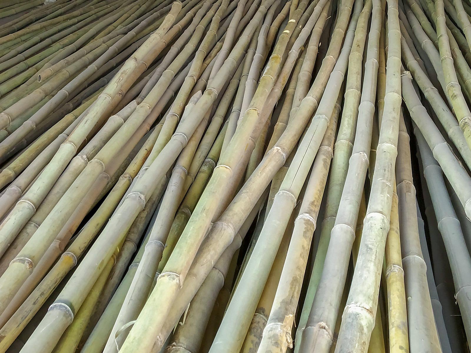 indian bamboo at market