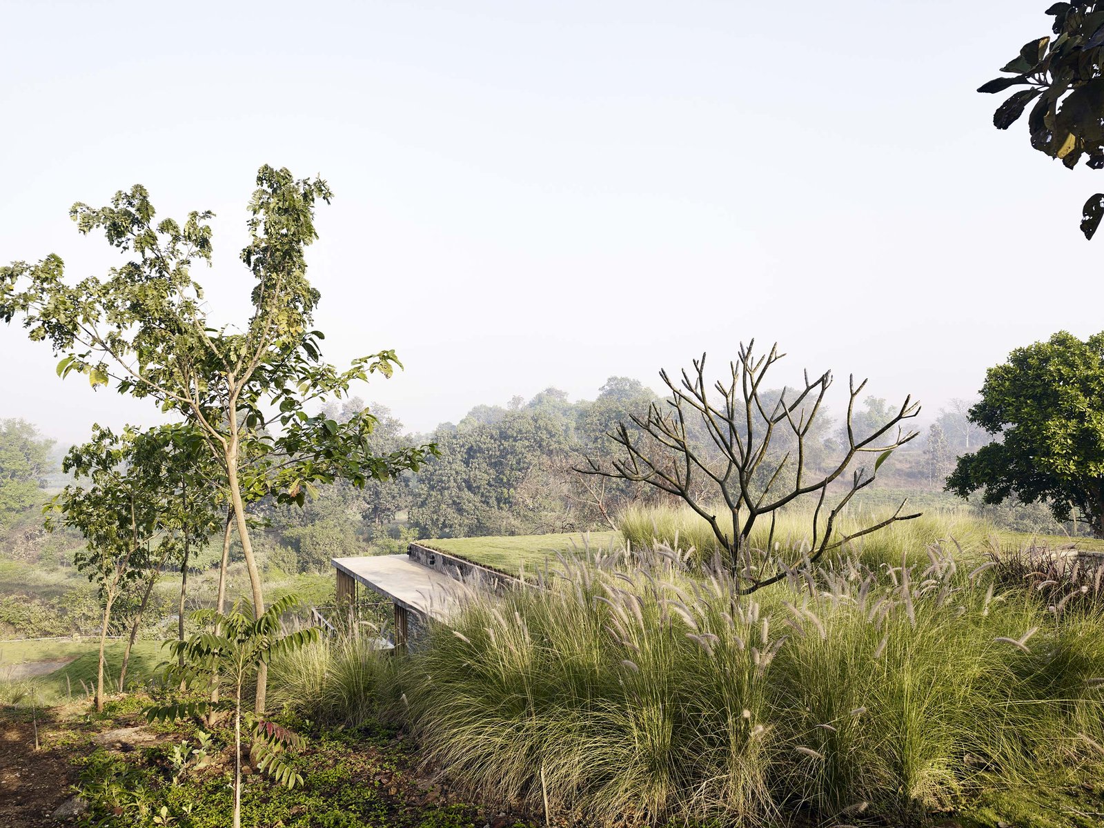 Riparian House green roof