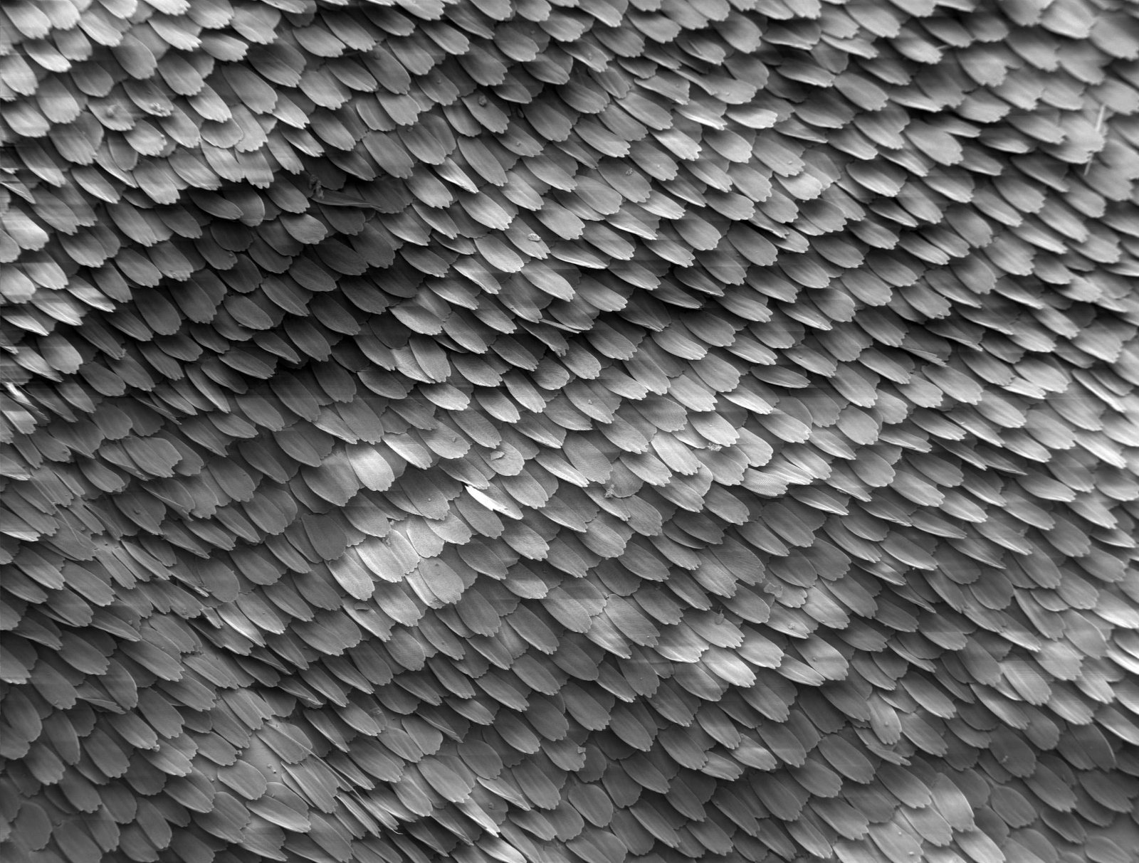 microscopic detail of Butterfly Wing