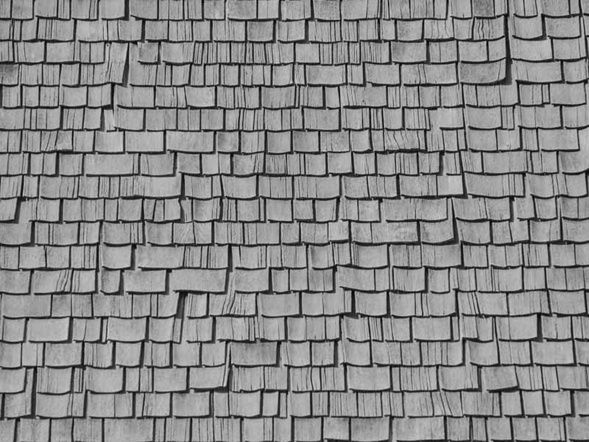 timber slates mimicking butterfly wing at Sikkim Butterfly Reserve