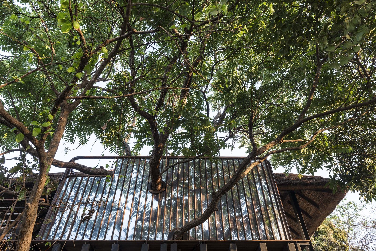 exterior view of trees piercing through the house at tala treehouse villa alibaug india