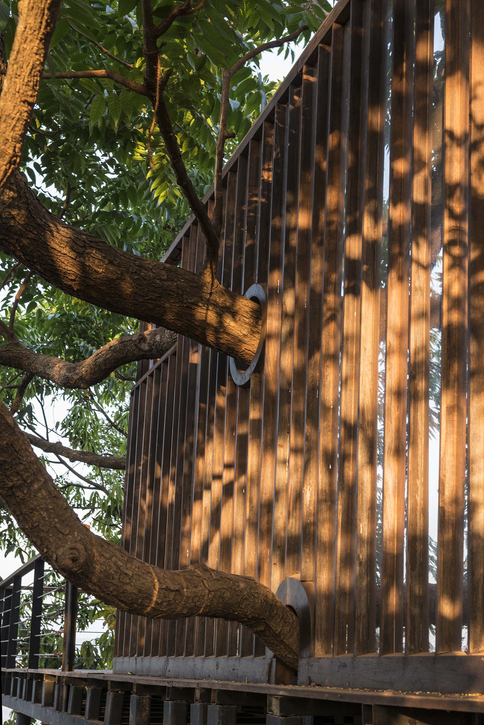 trees piercing through the reflective screen at the tala treehouse villa alibaug maharashtra